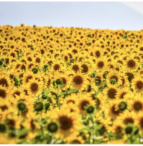 Sunflower Seed Oil